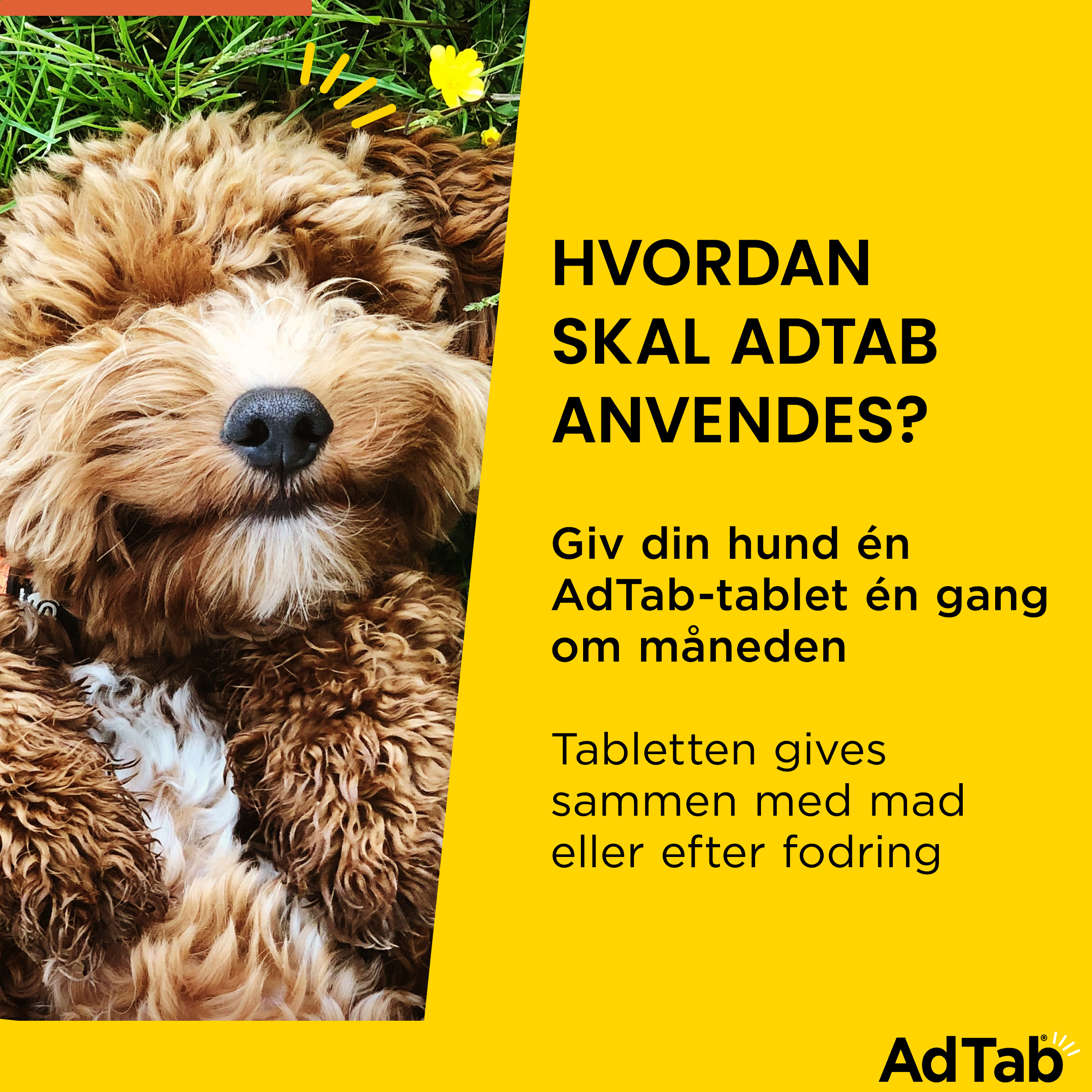 AdTab til hunde >5.5-11 kg